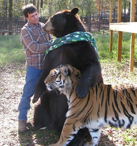 shere_khan_baloo_leo2