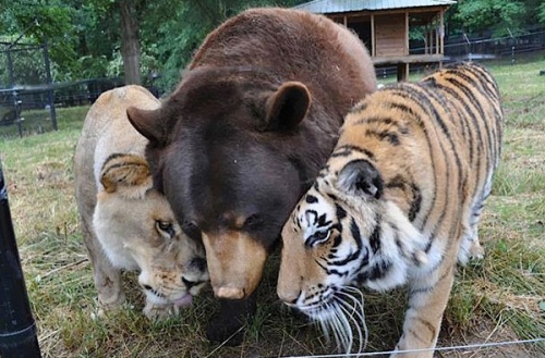 shere_khan_baloo_leo3