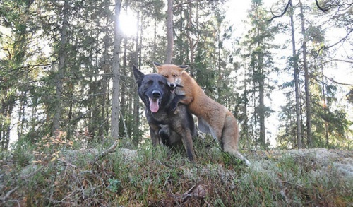 tinni_kutya_sniffer_roka