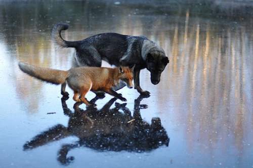 tinni_kutya_sniffer_roka2