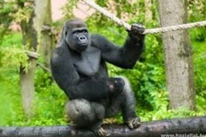 Új látványosságokkal és állatokkal ünnepel az idén 20 éves Nyíregyházi Állatpark
