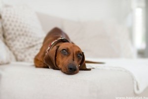 Bolhaallergia és atópia kutyáknál: ezek a tünetei