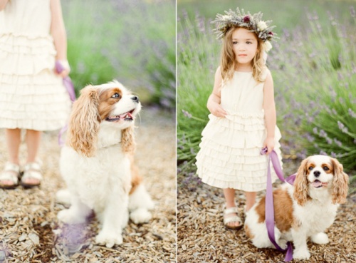 Cavalier King Charles spaniel