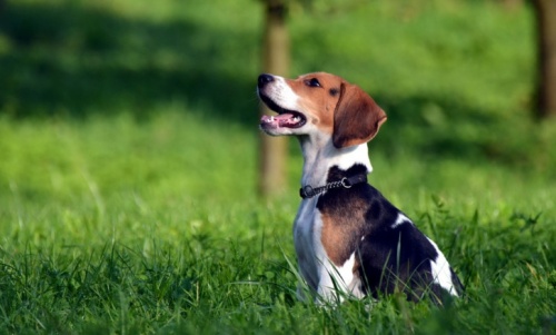 beagle vidám, gyerekszerető kutyafajta