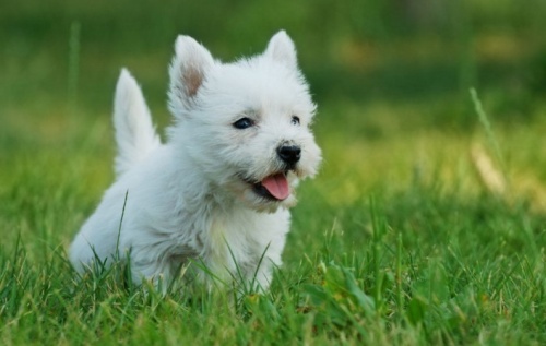 westie