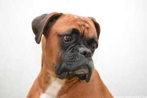 A boxer helyes etetése