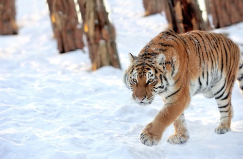 Becslések szerint körülbelül 500 szibériai tigris élhet vadon