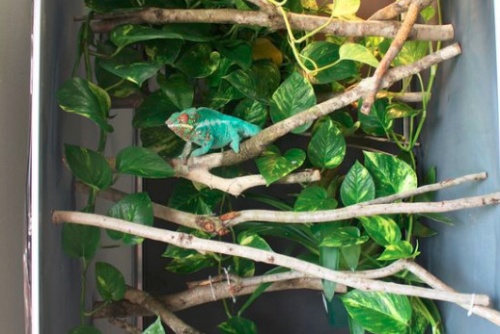 kameleon1
