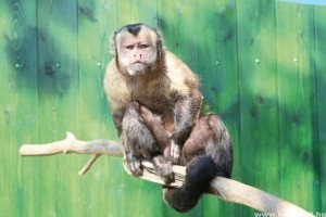Megnyílt a nagyközönség előtt az új pécsi állatkert