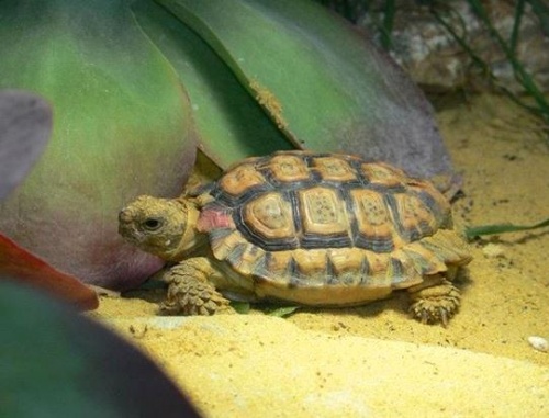 foltos_padloper_wikipedia