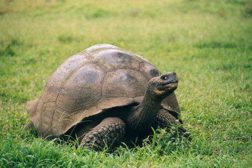 galapagosi_orias_wikipedia