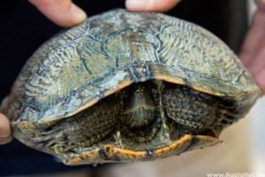 Május 23. a teknősök világnapja: ők a legkülönlegesebbek