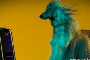Beethoven vagy Beyoncé? - A pulik egyértelműen az utóbbira szavaznak