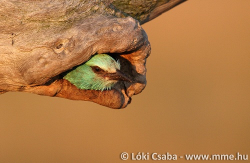 corgar_002_f_loki_csaba_termeszetes_oduban_c