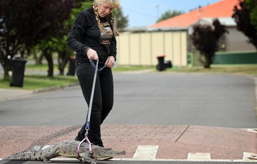 krokodil_haziallat3