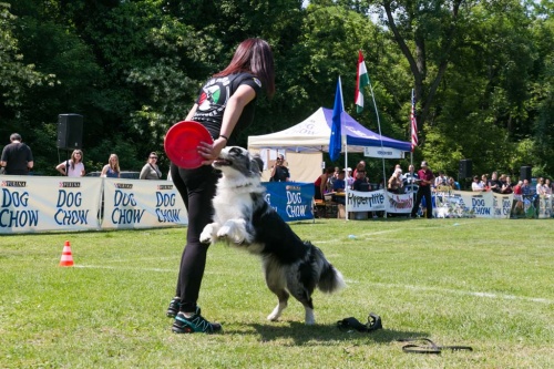frisbee3