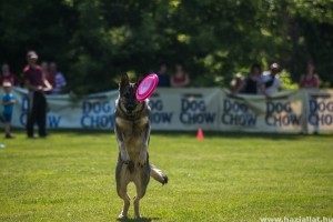 Magyar sikerek a Frisbee Kupán