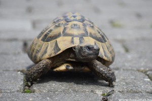 Legnépszerűbb hüllőnk a görögteknős