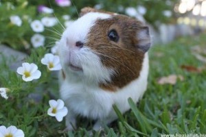 Tengerimalacon nem eszik, nem iszik... Mit tegyek?