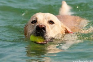 2 kutyafürdető hely nyílik a Balatonon