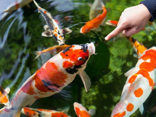 koi