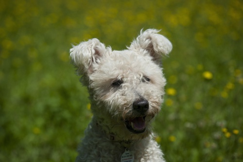 pumi1