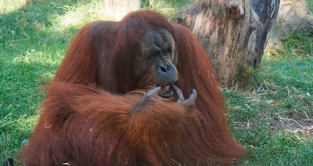 Gyere velünk az állatkertbe: családi idill az orangutánoknál