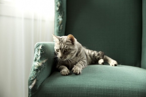 cat_chair.