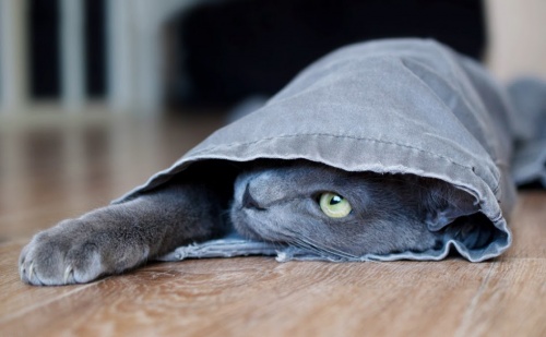feliway_charlie1.