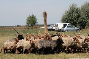 Pumik, mudik, pulik, komondorok és kuvaszok találkozója Bugacon
