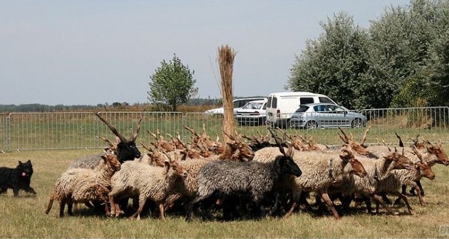 Pumik, mudik, pulik, komondorok és kuvaszok találkozója Bugacon