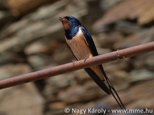 hirrus_011_f_nagy_karoly_c