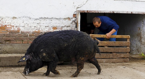 fekete_mangalica