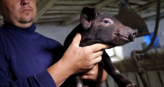 A fekete mangalicákat megmentik, ugye?
