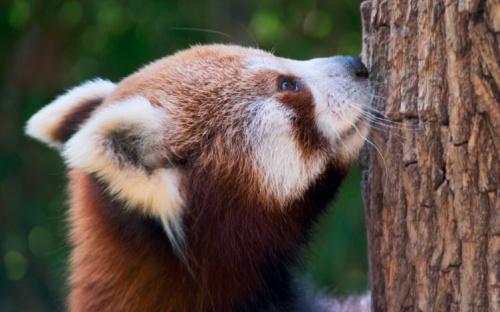 voros_panda