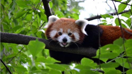 voros_panda1