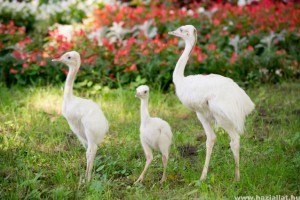Három fehér nandufióka kelt ki a Nyíregyházi Állatparkban