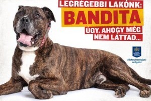 Több mint tíz tucat árva kutya és macska várja új gazdáját az Illatos úton