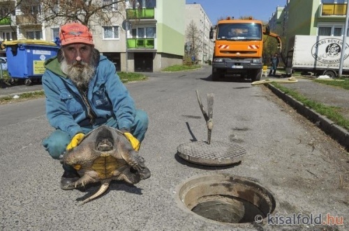 alligatorteknos_gyor