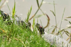 A megunt teknősök a Feneketlen-tóban landolnak?