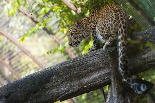 eszak_kinai_leopard2