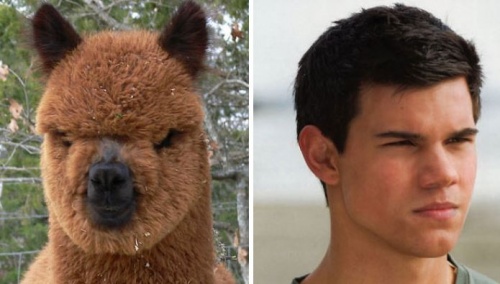 alpaka_lautner