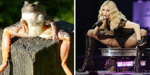 beka_madonna