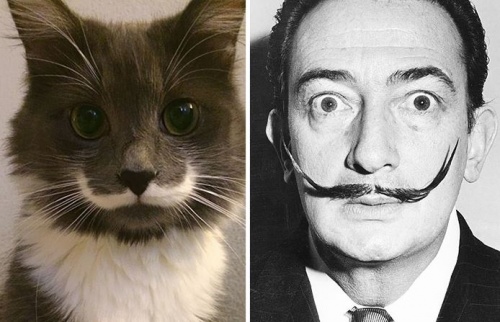 cica_dali