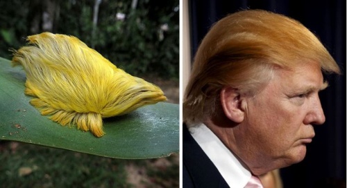 hernyo_trump