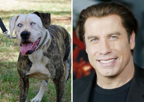 kutya_johntravolta