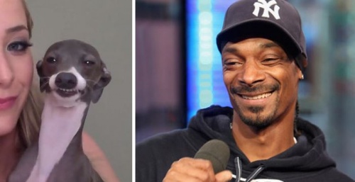 kutya_snoopdog