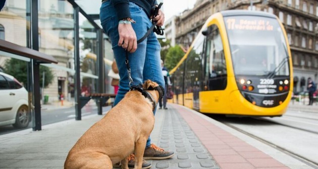Igy utazz a kutyáddal a buszokon, metrón, villamoson!