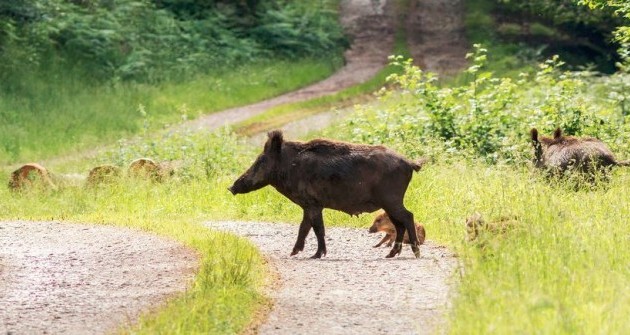 Városi vendégekké váltak a vaddisznók