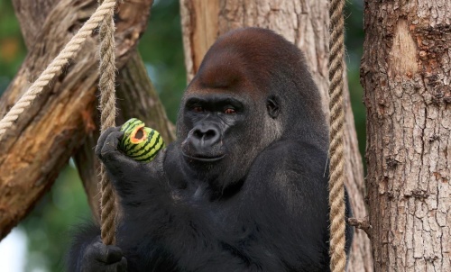 london_gorilla